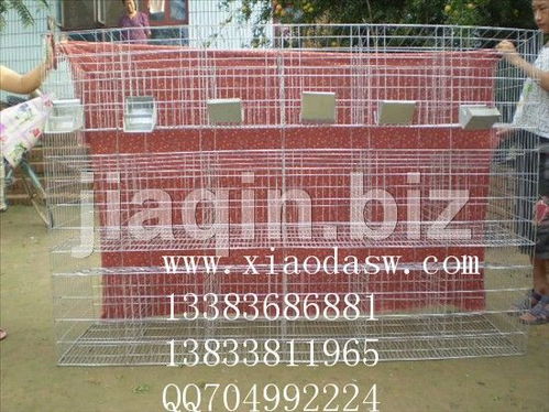 兔笼采购与商机 从獭兔笼到仔母笼的全方位解析